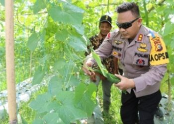 Desa Ketahanan Pangan Sejak 2020, Kapolres Inhu Panen Raya di Talang Jerinjing