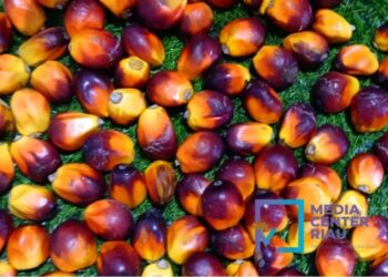 Inilah Daftar Harga Kelapa Sawit Plasma di Riau Periode 24-30 April 2024