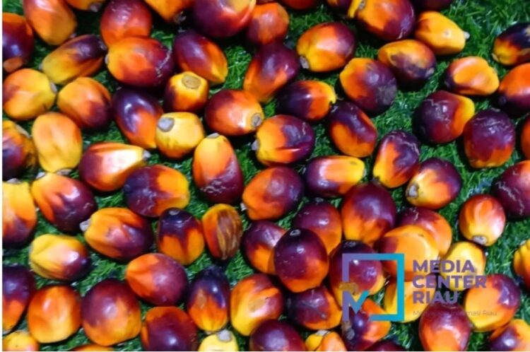Inilah Daftar Harga Kelapa Sawit Plasma di Riau Periode 24-30 April 2024