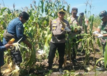 Kapolsek Kandis Hadiri Panen Jagung di KPAK Sam-Sam