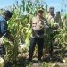 Kapolsek Kandis Hadiri Panen Jagung di KPAK Sam-Sam