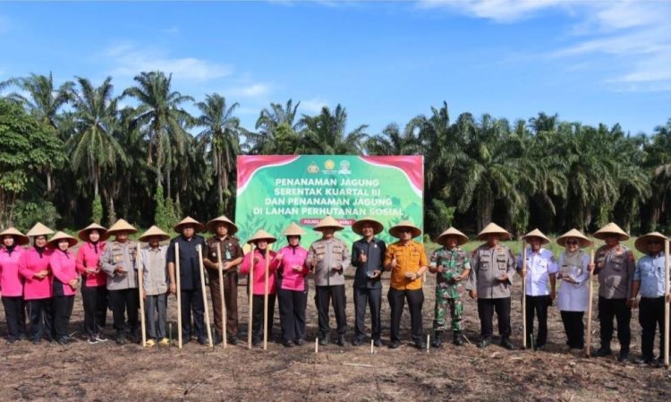 Kapolres Pasaman Barat Beserta Forkopimda Gelar Tanam Jagung Serentak Kuartal III