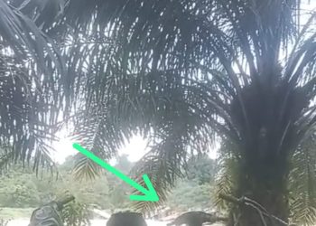 Diduga PETI Tim YT DY dan IW Pora-Porandakan Desa Suka Maju, APH Setempat Jangan Tutup Mata