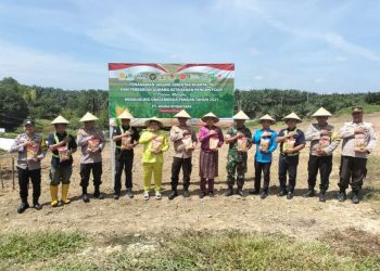 Upika Tualang Gelar Penanaman Jagung Serentak Dukung Program Swasembada Pangan Nasional