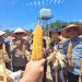 Panen Raya Jagung Pipil Sukses! Hasilkan 52 Ton, Petani Semakin Bersemangat