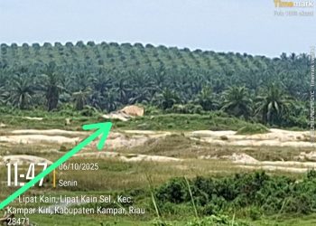 PETI di Napan Kembali Beroperasi Tanpa Tersentuh Hukum, Aph Setempat Jangan Tutup Mata