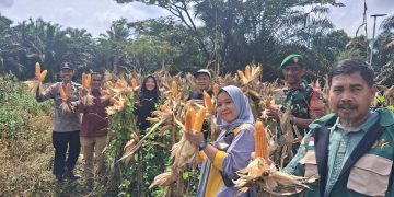Panen Perdana Jagung Pipil di Desa Tanjung Pauh, BUMDes Berlian Panen 2 Ton