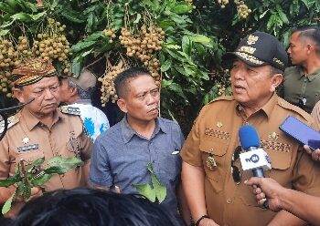 Gubernur Lampung Panen Raya Buah klengkeng Di Lampung Timur