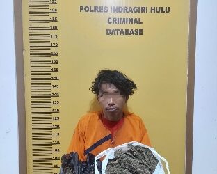 Polres Inhu Ringkus Pengedar Ganja Kering,Semua Harus Tahu ini total Barang Buktinya