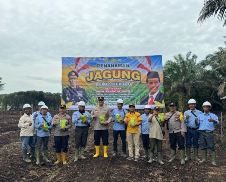 Kapolsek Pujud Dukung Program Asta Cita Presiden,Penanaman Jagung Seluas Satu Hekta