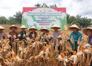 Kapolres Pasaman Barat dan Forkopimda Ikut Panen Raya Serentak