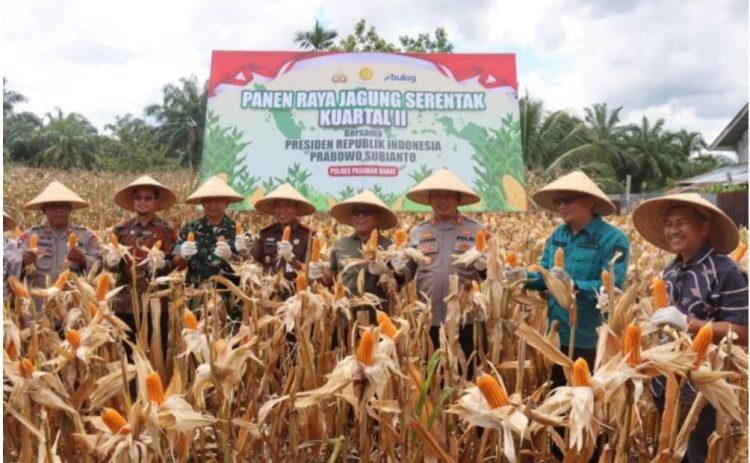 Kapolres Pasaman Barat dan Forkopimda Ikut Panen Raya Serentak