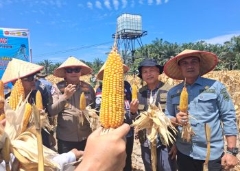 Panen Raya Jagung Pipil Sukses! Hasilkan 52 Ton, Petani Semakin Bersemangat
