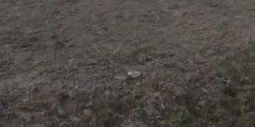 Petani di Kecamatan Rantau Bayur, Banyuasin Keluhkan Tidak Ada Persediaan Bibit dan Sarana Pertanian