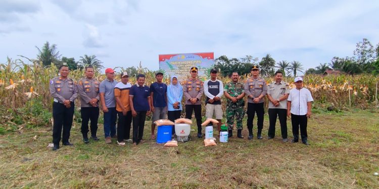 Dukung Asta Cita Presiden, Desa Simpang Raya Panen Jagung Pacu Produktivitas Pangan Lokal. 