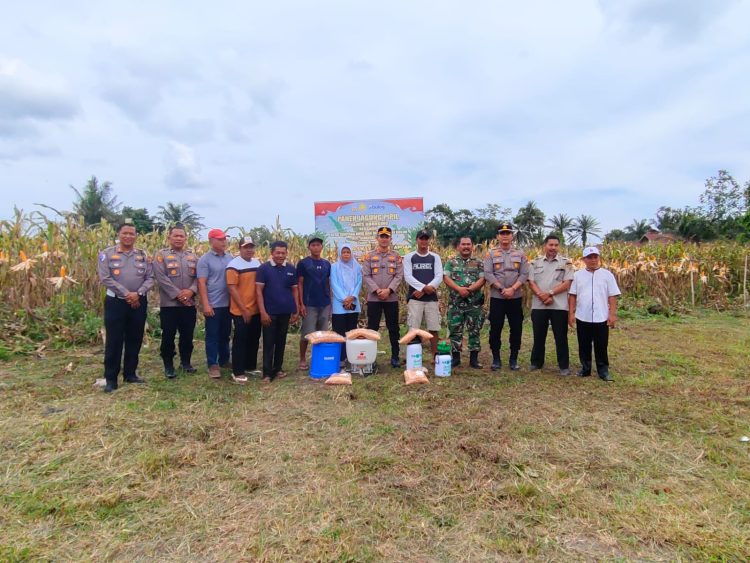 Dukung Asta Cita Presiden, Desa Simpang Raya Panen Jagung Pacu Produktivitas Pangan Lokal.