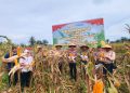 Desa Sungai Buluh Panen Jagung Kapolres AKBP Hidayat Turun Langsung Dukung Asta Cita Presiden RI