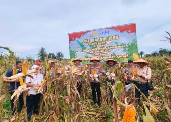 Desa Sungai Buluh Panen Jagung Kapolres AKBP Hidayat Turun Langsung Dukung Asta Cita Presiden RI