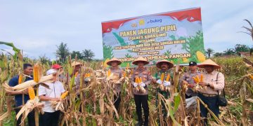 Desa Sungai Buluh Panen Jagung Kapolres AKBP Hidayat Turun Langsung Dukung Asta Cita Presiden RI