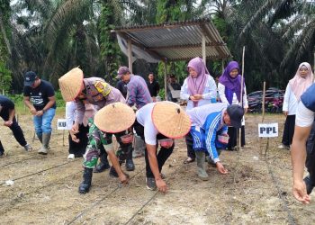 Penanaman Jagung Pipil di Desa Bukit Raya Dukung Asta Cita Presiden RI