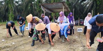 Penanaman Jagung Pipil di Desa Bukit Raya Dukung Asta Cita Presiden RI