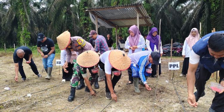 Penanaman Jagung Pipil di Desa Bukit Raya Dukung Asta Cita Presiden RI