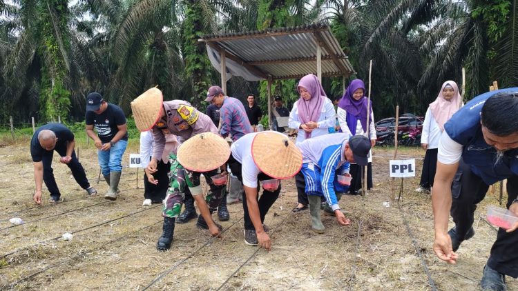 Penanaman Jagung Pipil di Desa Bukit Raya Dukung Asta Cita Presiden RI