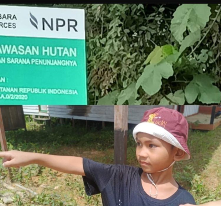 Anak 7 Tahun Menangis Melihat Kebun Karetnya di garap PT NPR,Dimana Presiden dan Kapolri Jangan Tutup Mata 