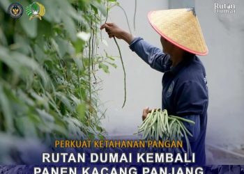 Perkuat Program Ketahanan Pangan, Rutan Dumai Kembali Panen Kacang Panjang