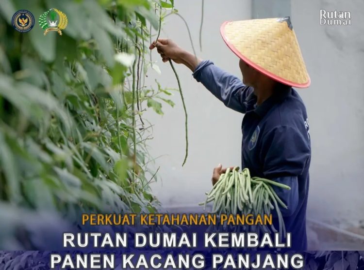 Perkuat Program Ketahanan Pangan, Rutan Dumai Kembali Panen Kacang Panjang
