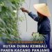 Perkuat Program Ketahanan Pangan, Rutan Dumai Kembali Panen Kacang Panjang